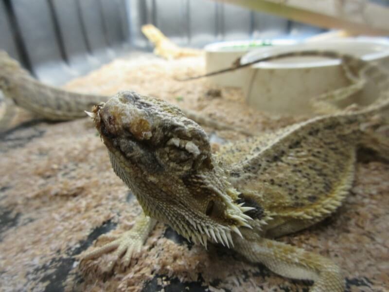 How Buying Reptiles For Sale Can Transform Your Existence