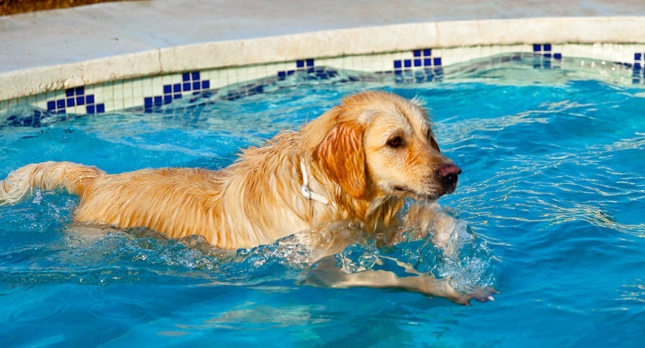 Dog hydrotherapy Northampton – Go for the best