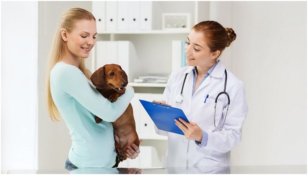 Dog Rehabilitation Will Help You In Taking Care Of Your Pet