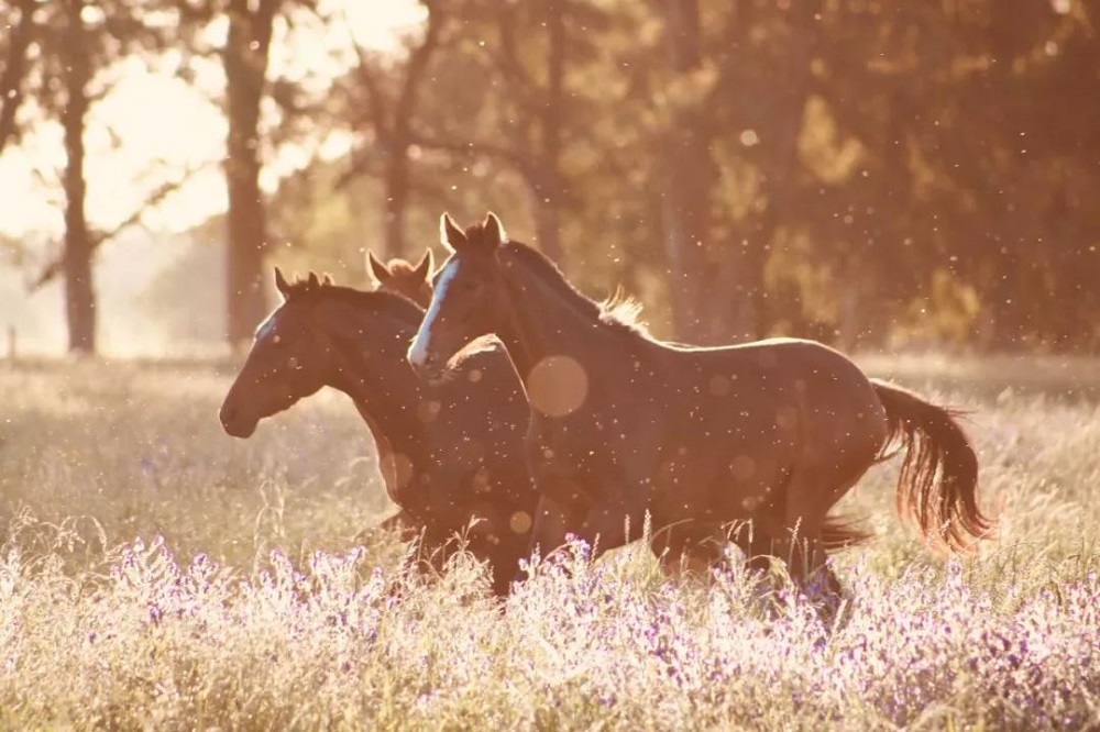 The Morgan Horse: What are the Specialities of the Breed?