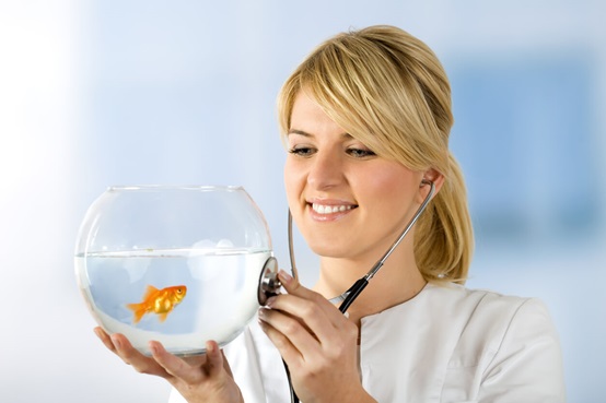 Antibiotic for your pet fish