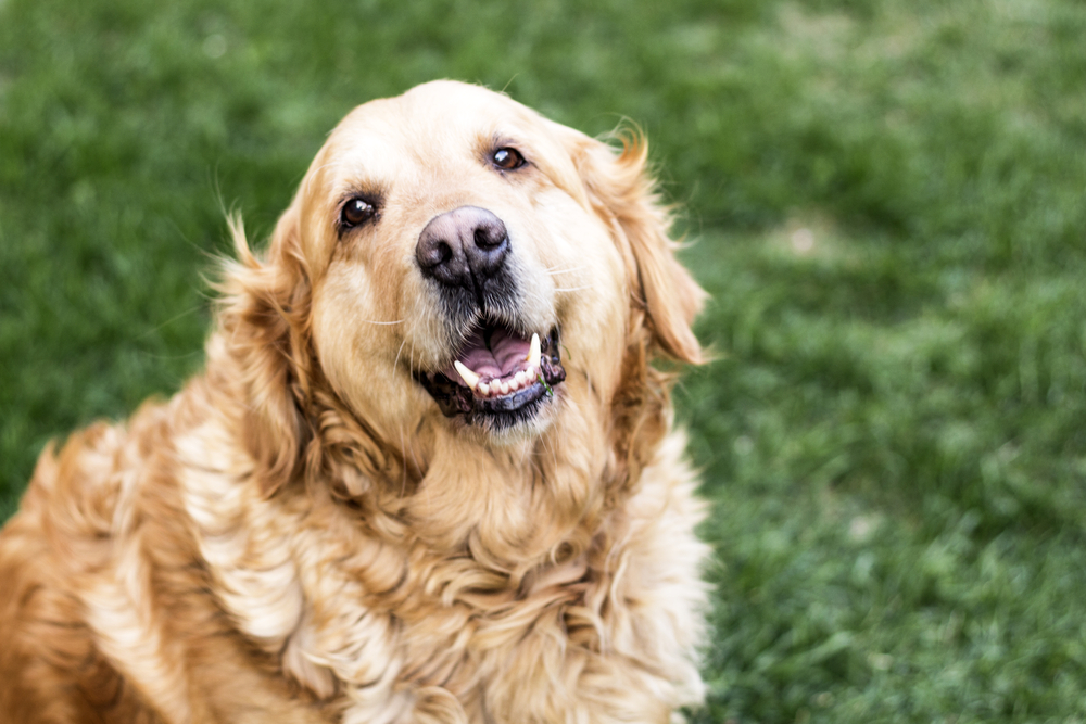 Factors of Joint Discomfort in Your Senior Dog