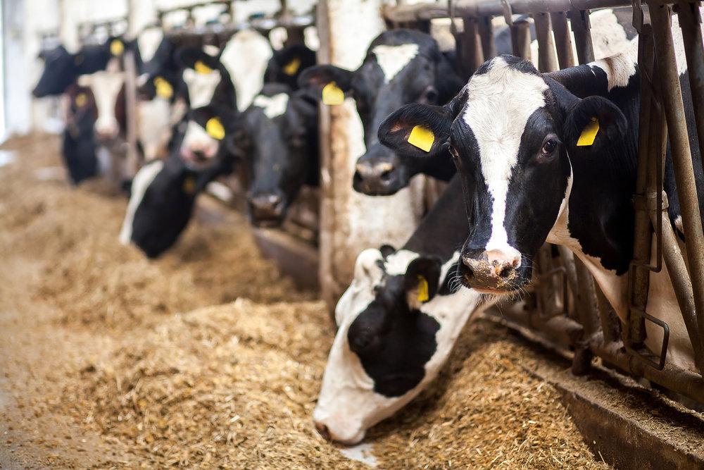 Why Is There High Demand for Australian Jersey Dairy Cattle?