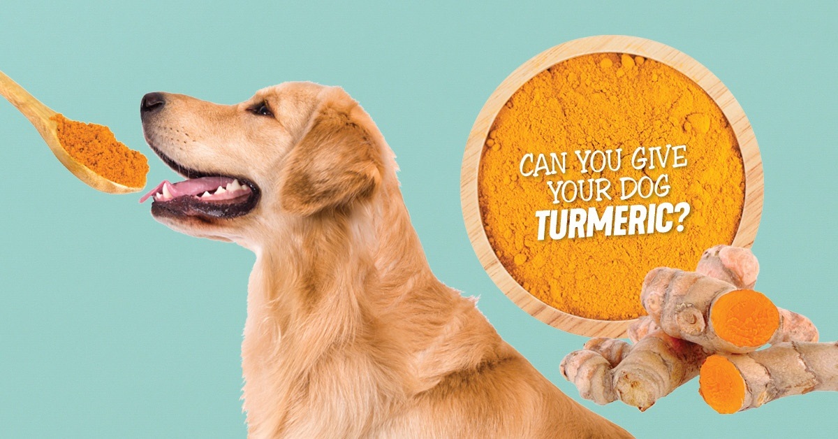 Is Turmeric Safe For Your Pet Dog?