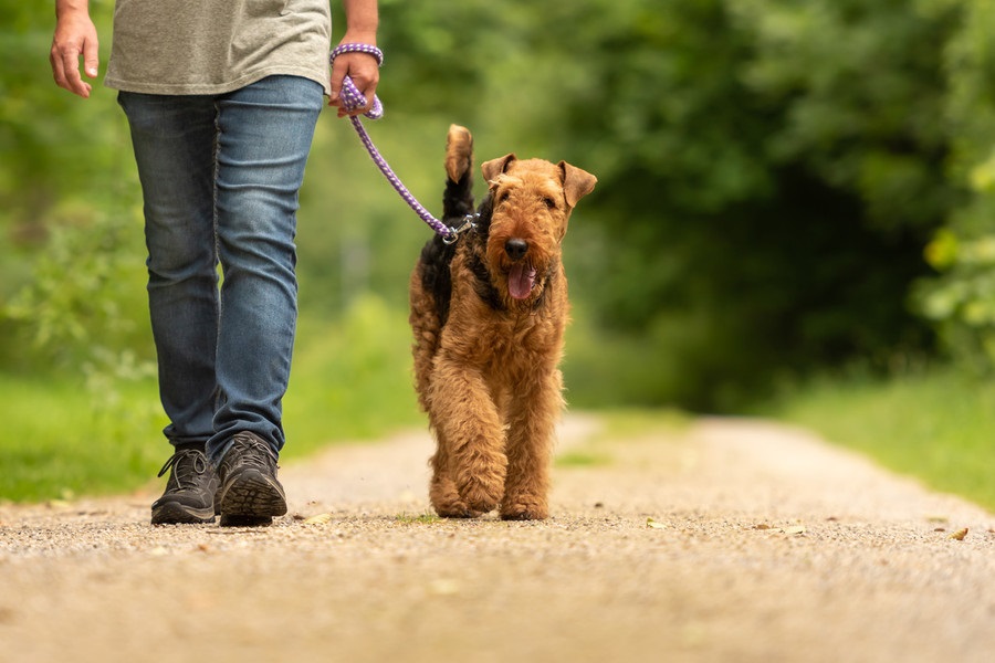 What Should You Carry While Hiking With a Dog