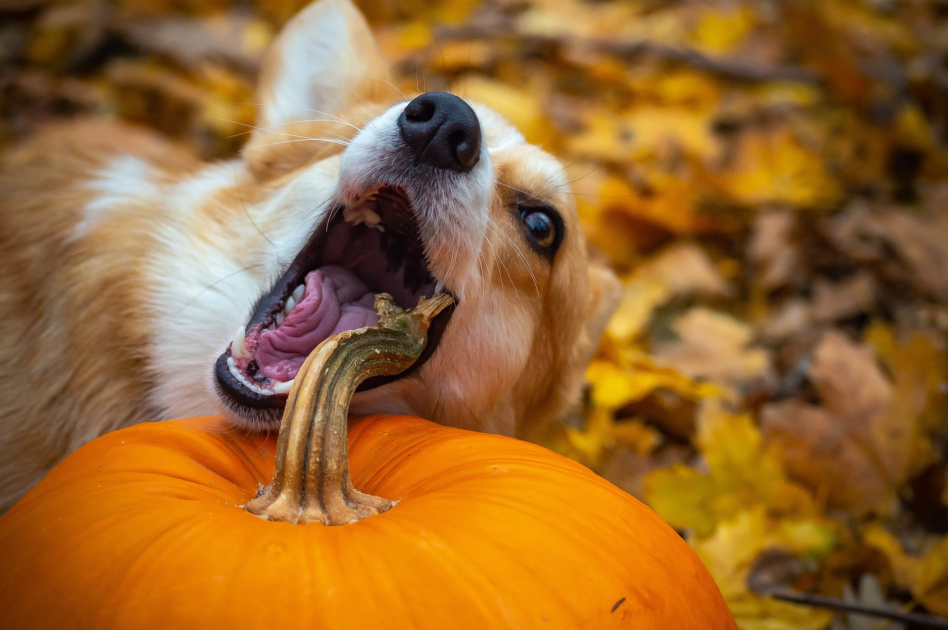 Pumpkin for Dogs: Why Feed it Year-Round?