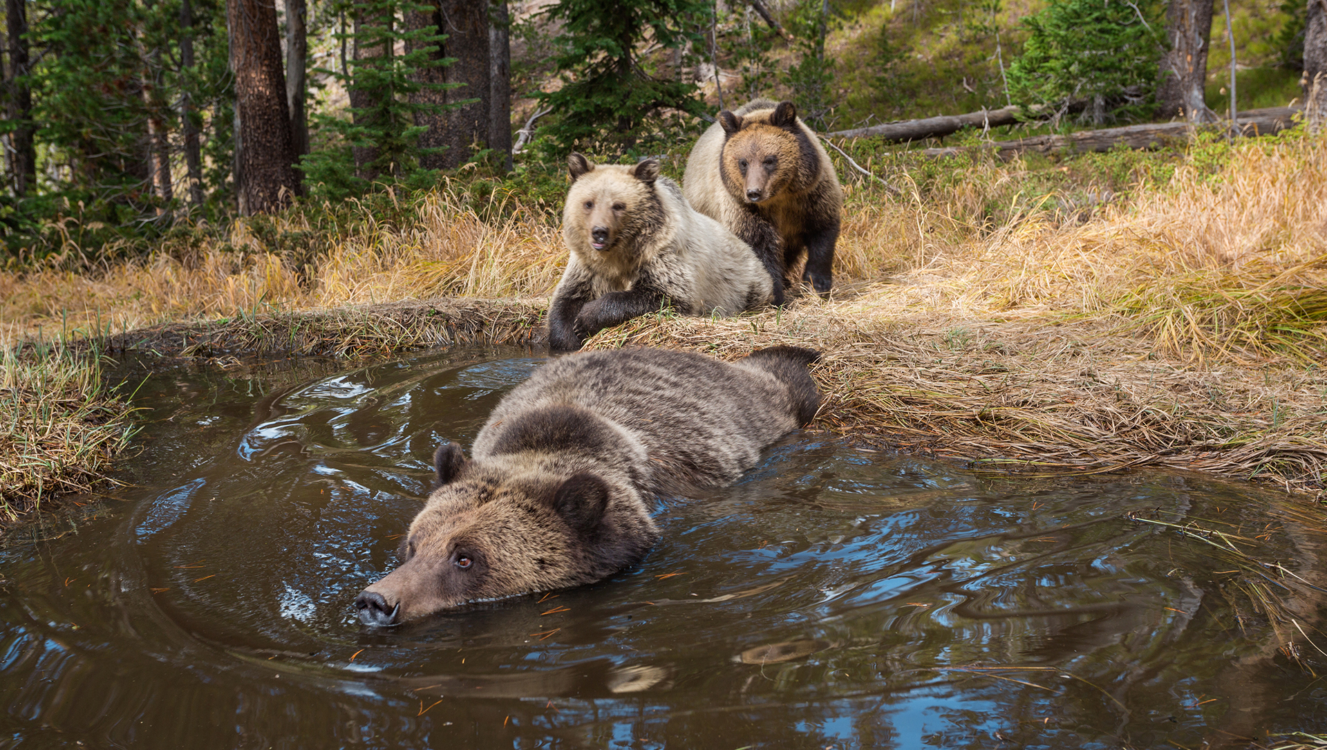 Embrace The Journey To The World Of Animals At Yellowstone National Park
