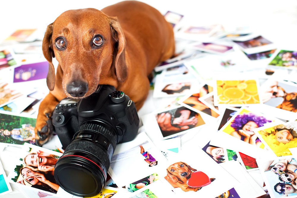 Explore to Learn Why you should go for Professional Pet Photography 