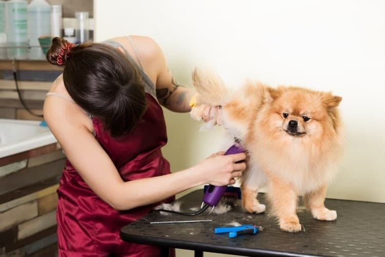 Ease grooming your pet with professional grooming equipments 