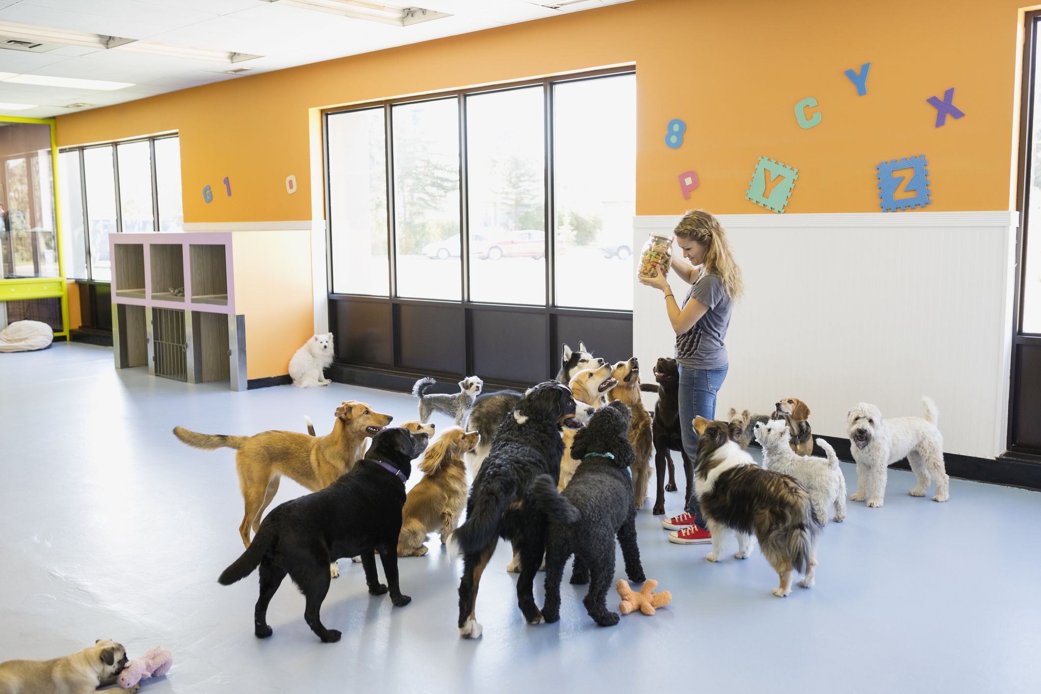 Tips for Finding the Right Doggy Daycare