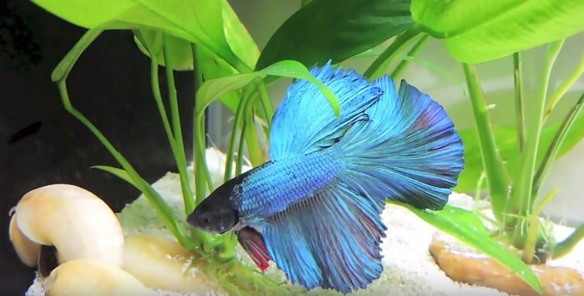 How to set up for your Betta fish?