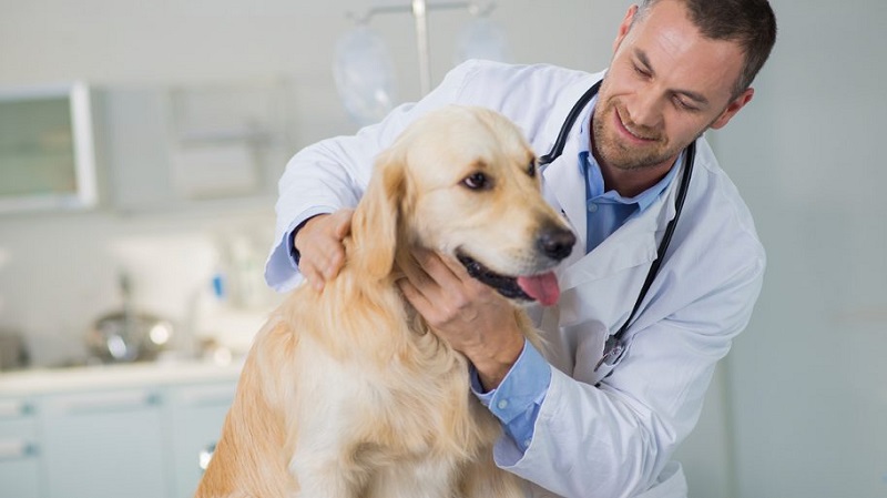 In Case Of Any Pet Emergency Contact The Pet Practice
