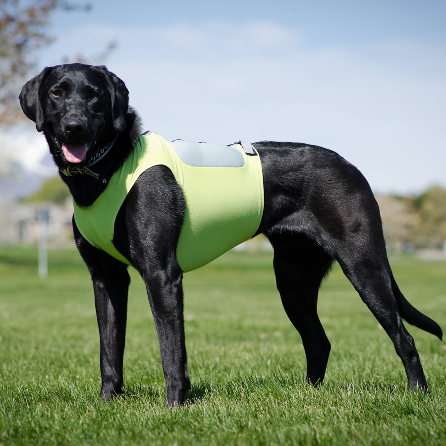 Enhance the Health of Your Dog with The Weighted Animal Vest