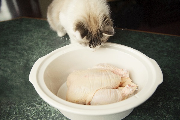 Can I feed my cat raw chicken breast?