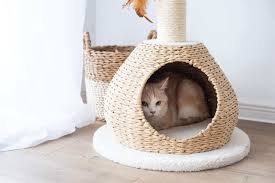 Find Your Choices with the Cat Tree in the Apartments