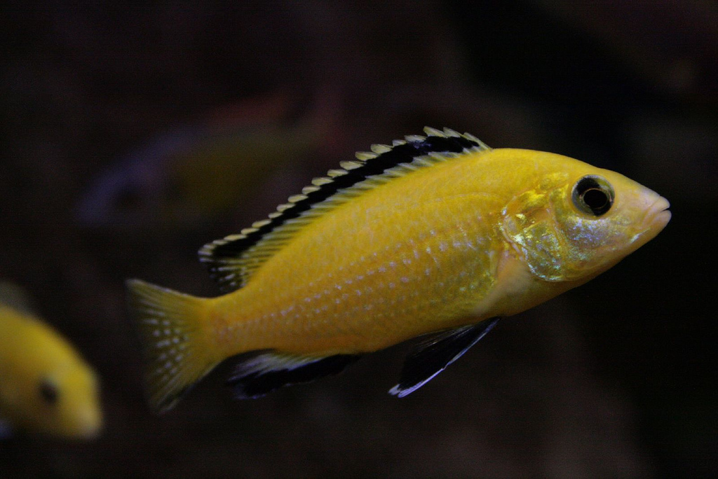 Cichlids and the Details for the Same Now