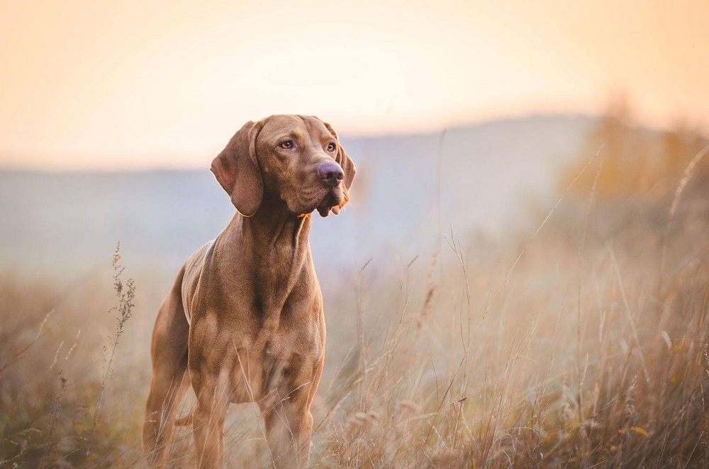 The Best Dog Breed for Hunting You’ll Find the Most Useful