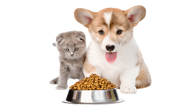 Get All Your Pet Stuff from Shop For Pet Products Online