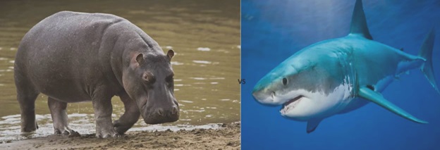 Hippopotamus vs Bull Shark- Who will win?