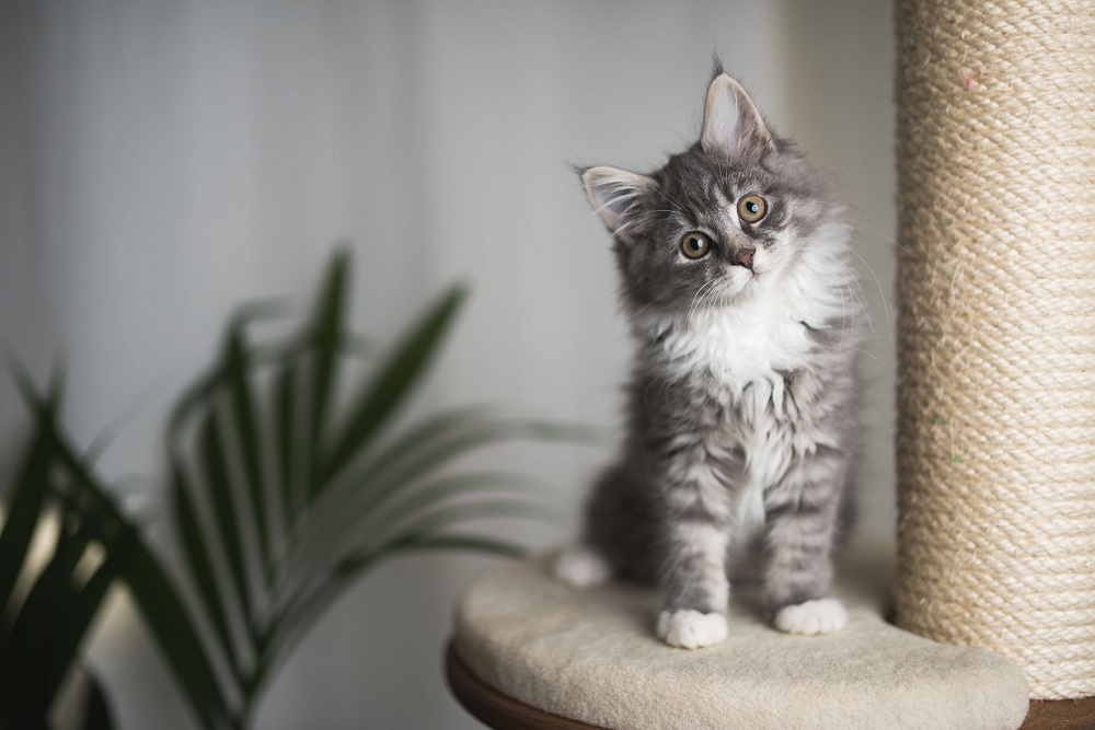 Buyer’s Guide for Purchasing Cat Furniture