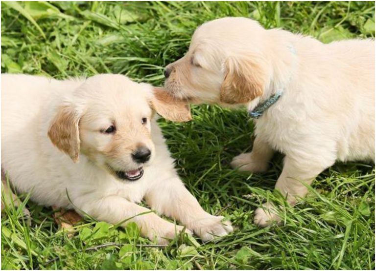 Helpful Tips to Raise Sibling Puppies Together Red Dog Vc
