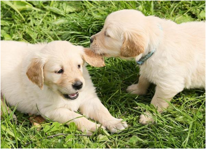 Helpful Tips to Raise Sibling Puppies Together