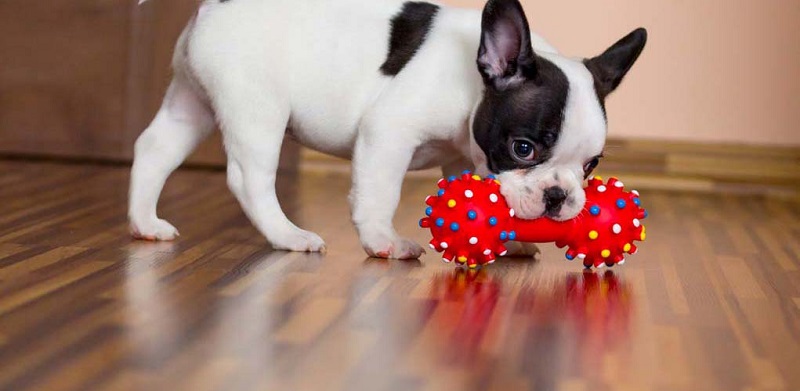 What are the best toys for dogs?