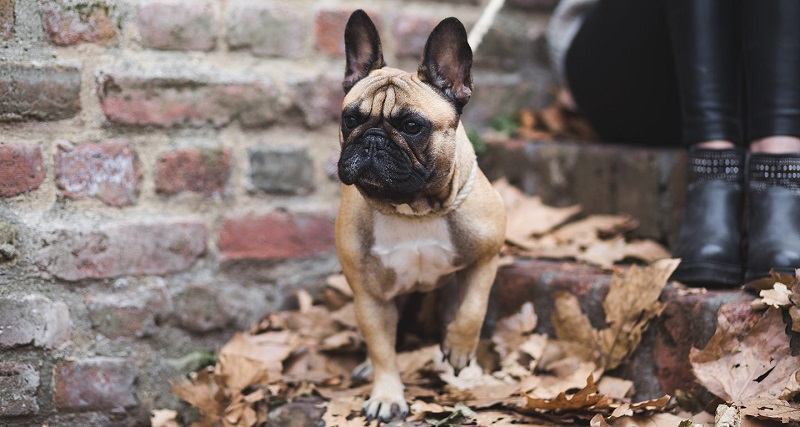 Do you know these behaviors of a French bulldog?