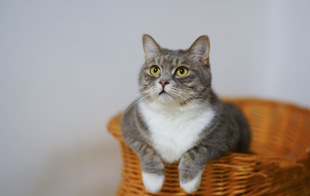 AMAZING TIPS TO KEEP YOUR INDOOR CAT COMFORTABLE