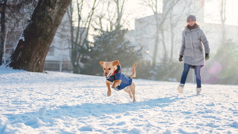 Winter Season Illness you must prepare your pet for