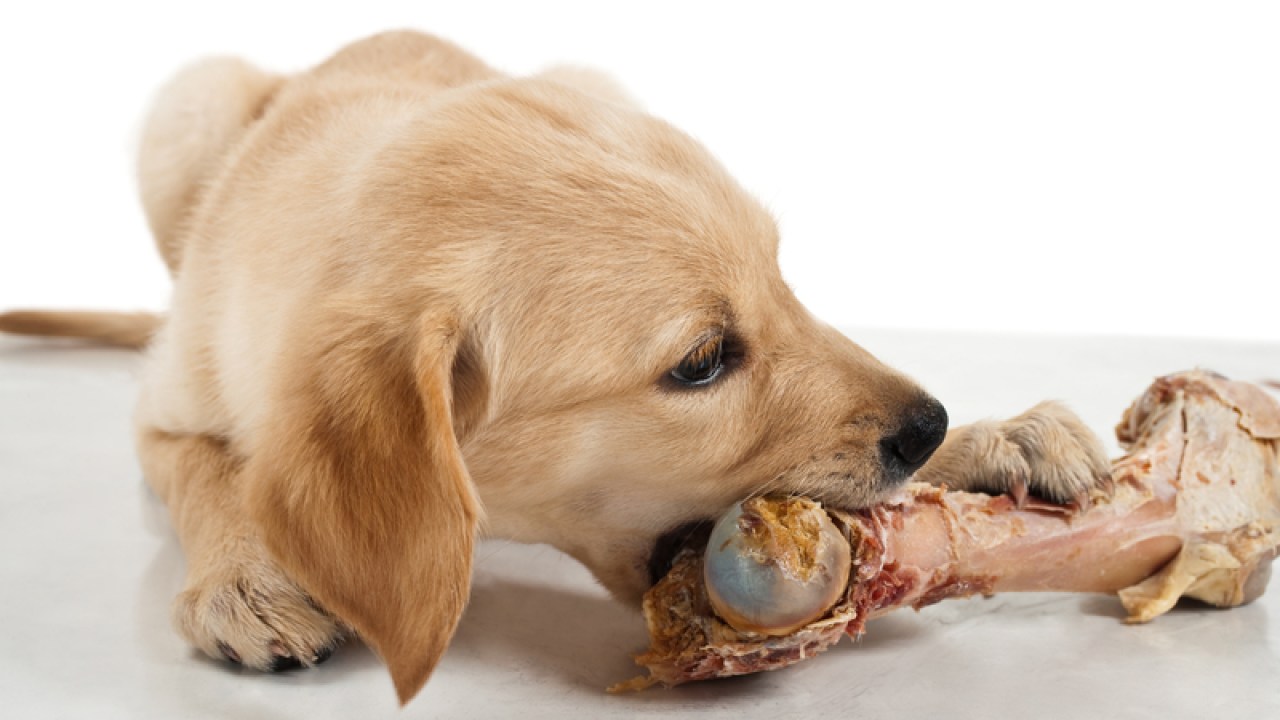 Never Feed Your Pet Dog These 5 Toxic Foods