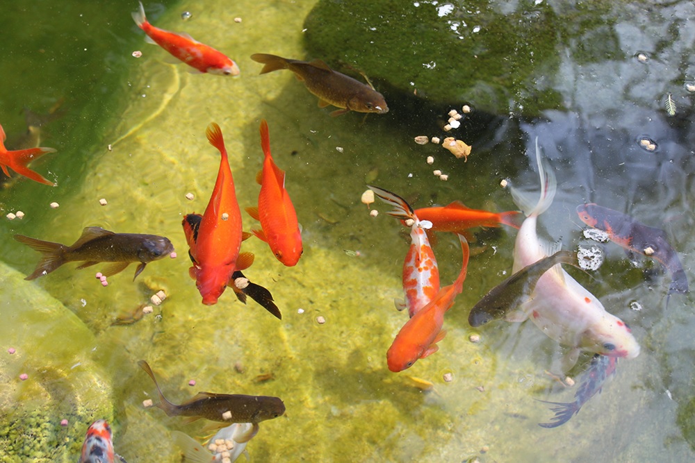 Best Ways to Maintain a Healthy Fish Pond