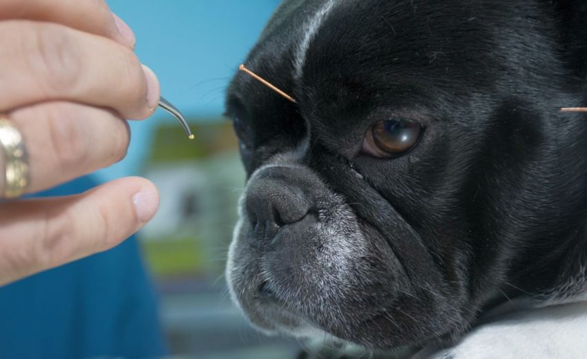 Acupuncture for Pets – How Does It Work, Results and Many Other Things