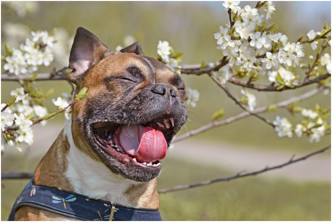 Prescriptions recommended for Dogs having Allergies