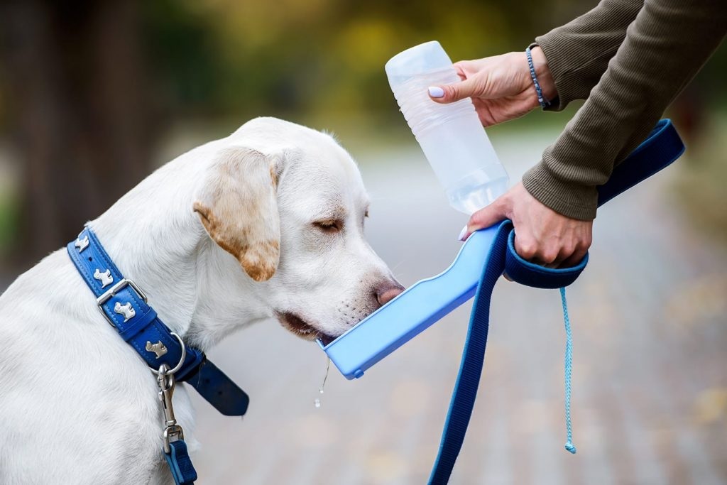 Buy the Dogs Water Bottles – One of the Most Important Things for Them