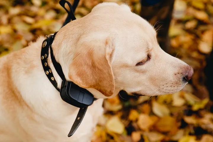 Taming fur friends with Dog Shock Collars