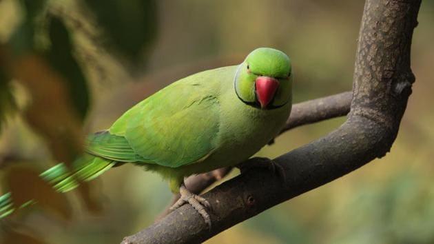 The role of kiwi fruit in the diet plan for parrots