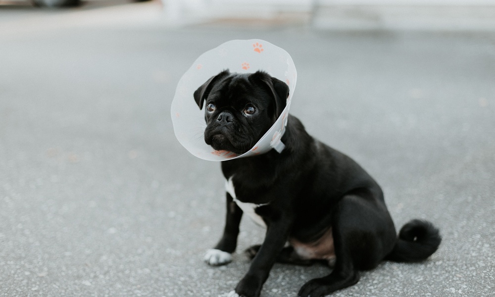 Why Spaying is Essential for Pet Owners
