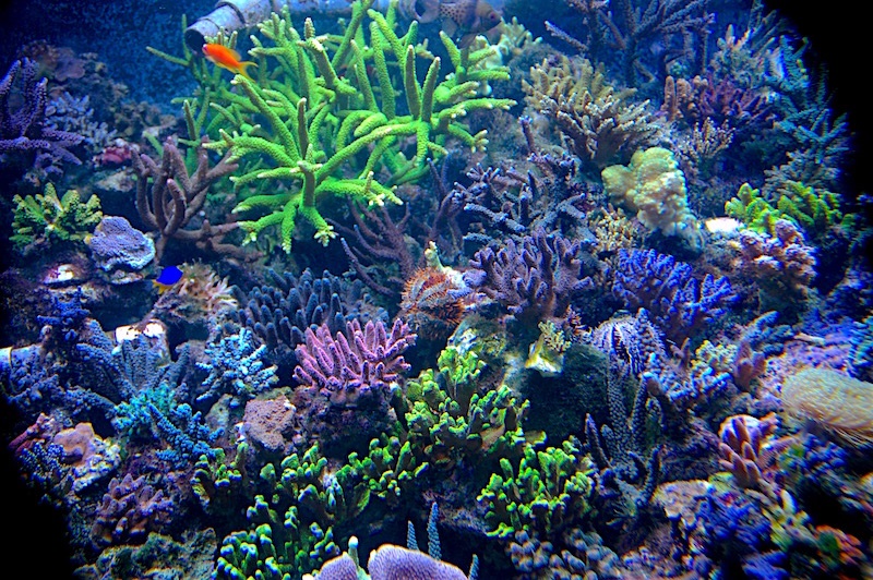 Signs That Your Montipora Coral Is Healthy 