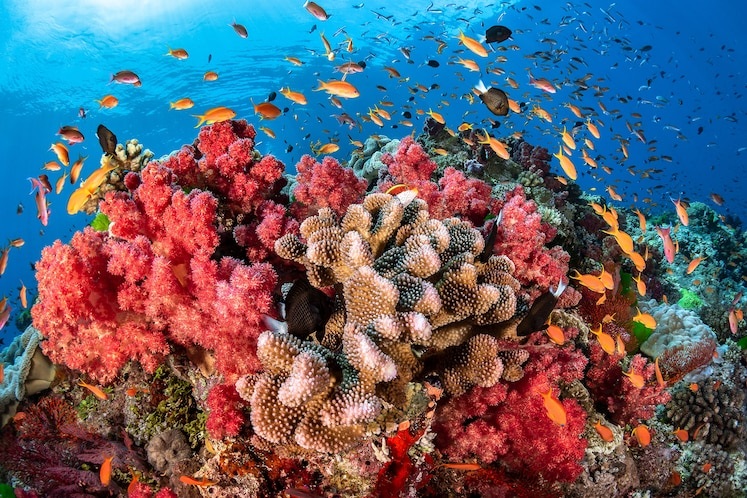 Proper Ideas for the Right Coral Choices