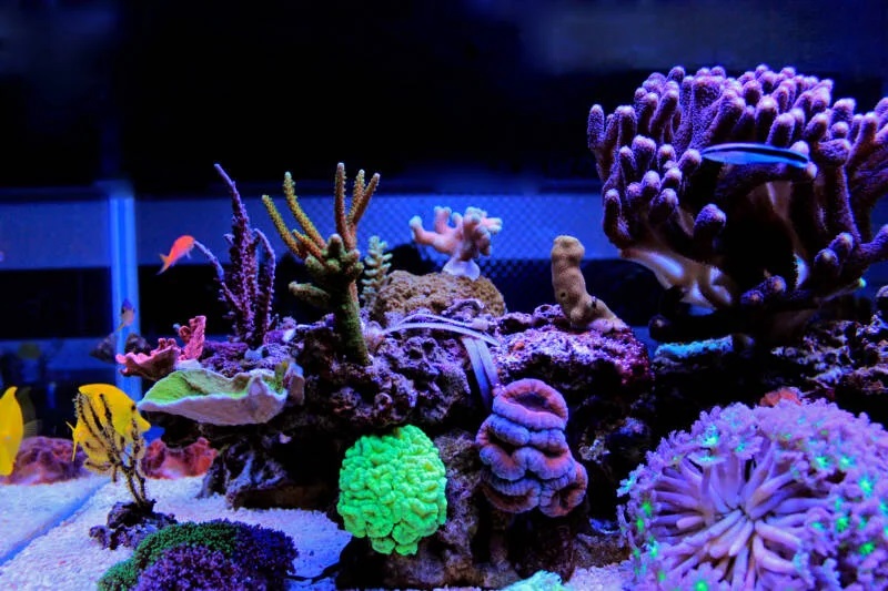 Some of the Best Corals for Sale & How Corals Protect Themselves