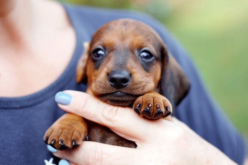 Complete guide to choose dachshund puppies for your home 