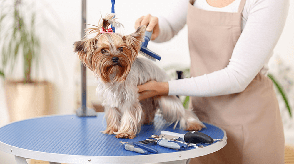 Pet Grooming for Small Breeds: Special Considerations