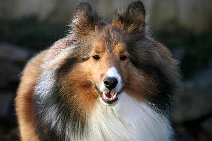 Sheltie Dogs Breed Characteristics and Temperament