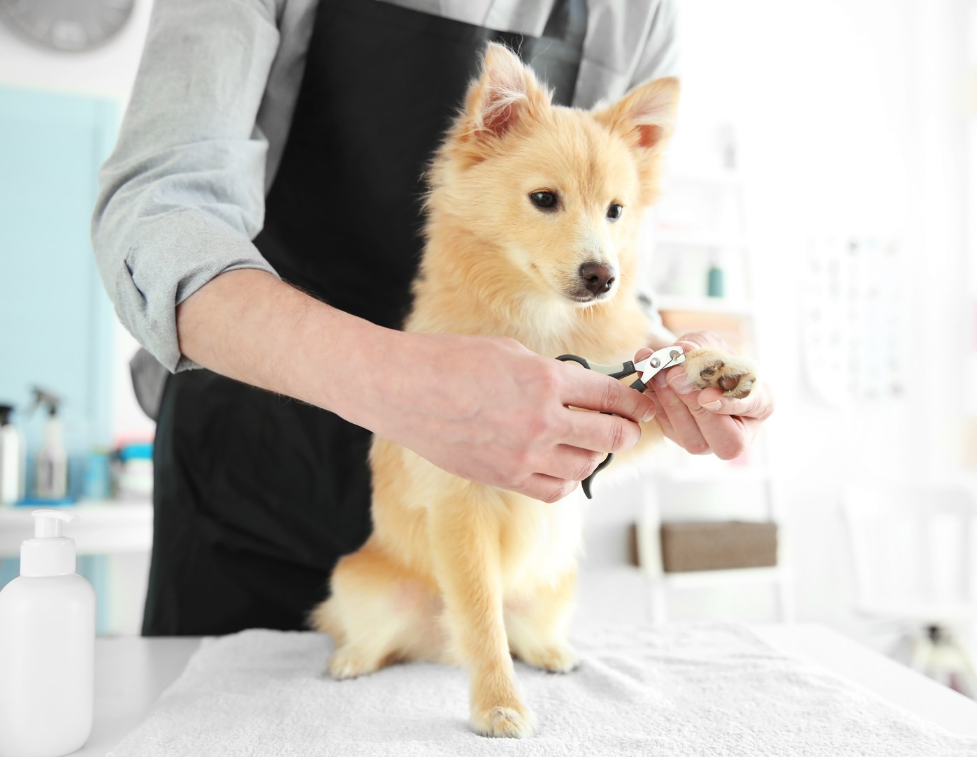 Success Stories: Inspiring Dog Wash Franchise Owners in Australia