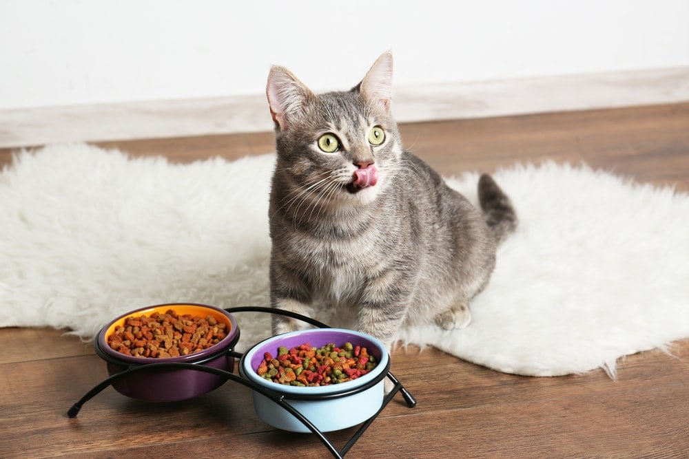 Guide on Choosing Suitable Food for Cats and Dogs