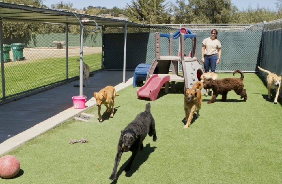 The Ultimate Dog Boarding Checklist For Adelaide Pet Owners