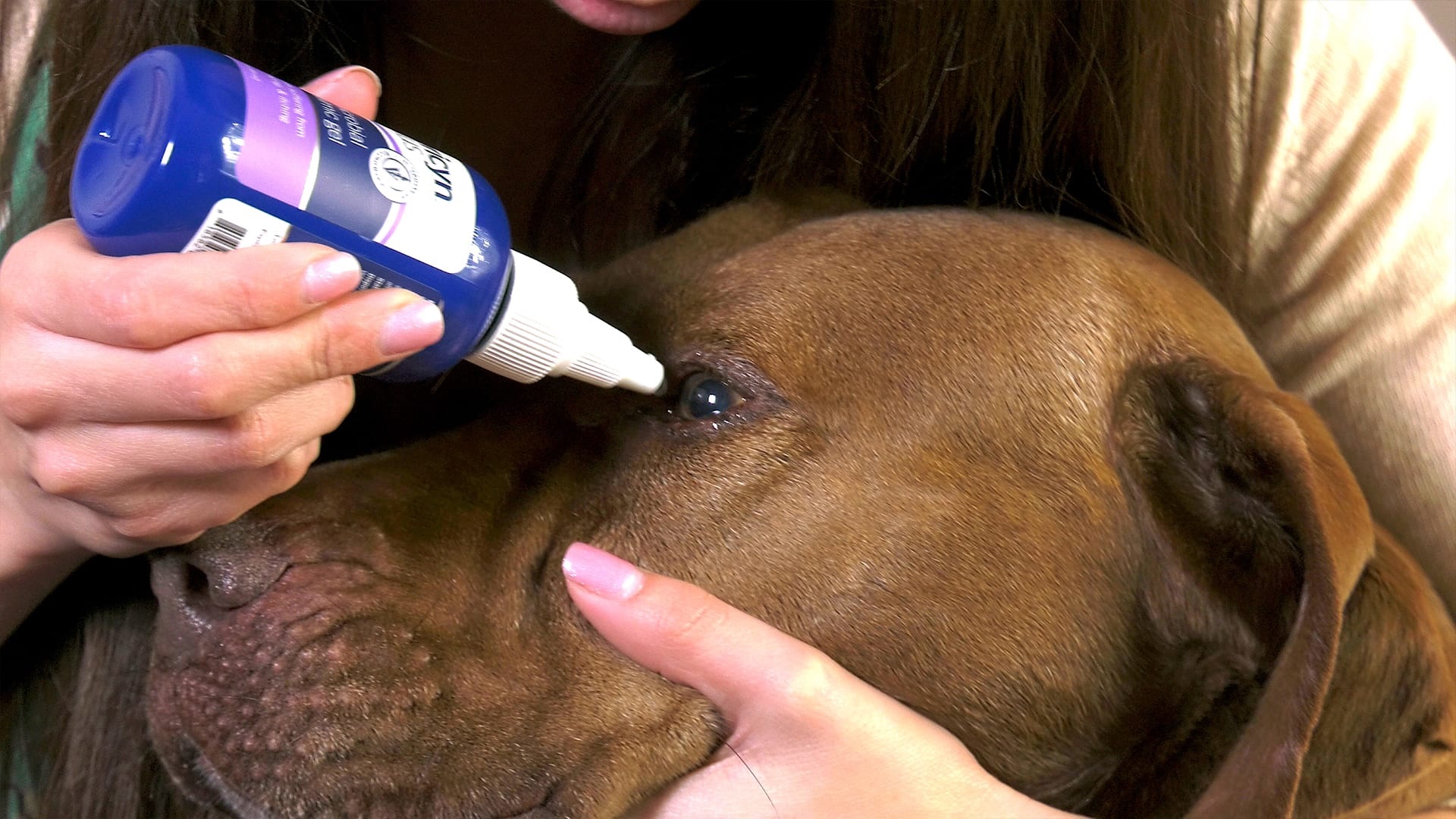 Eye Wash for Dogs: A Comprehensive Guide to Canine Eye Health