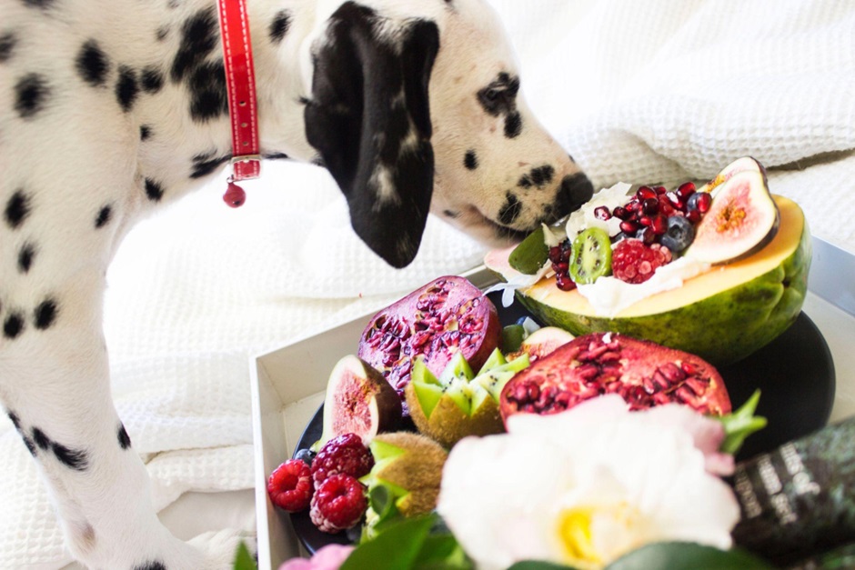 A Culinary Journey Through Dog Diets Across Cultures
