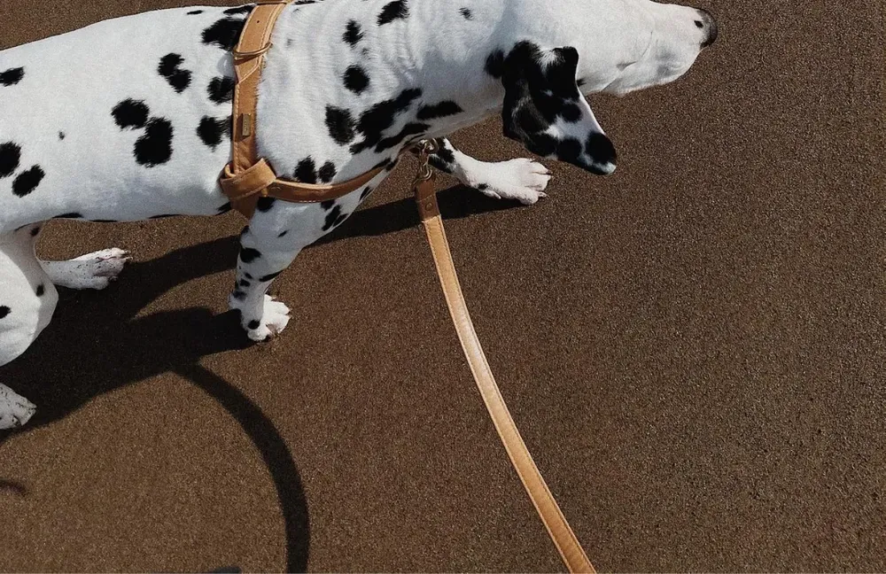 Dog's Collar and Leash with a Designer Touch
